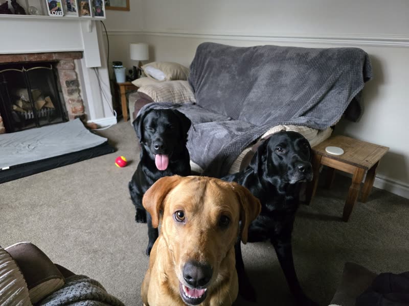 Three labradors in a living room beside a fireplace and sofa
