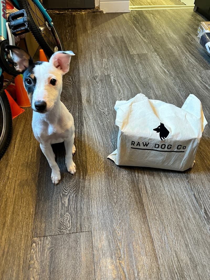 A white and tan terrier puppy sitting on a wooden floor beside a paper delivery bag