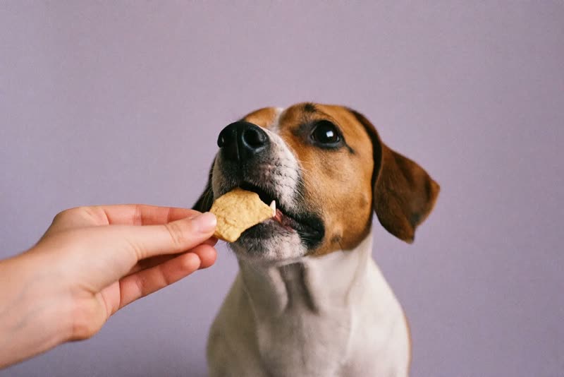 A hand offering a dried natural treat to a dog leaning in to take it
