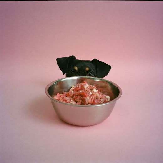 A bowl of raw minced meat dog food