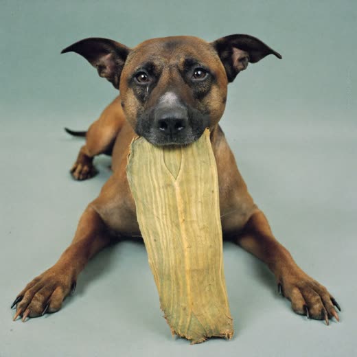 A dog lying down with a large natural chew between its paws