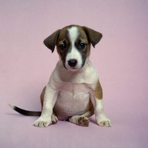 A puppy sitting and facing the camera