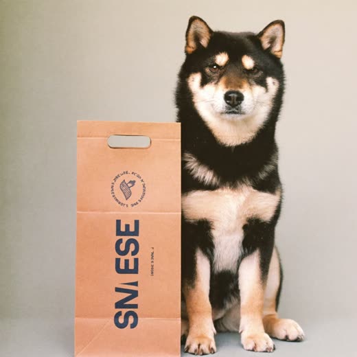 A plain paper carry bag beside a seated dog